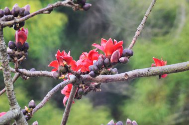 the Blossoms of the Red Silk Cotton Tree, nature concept