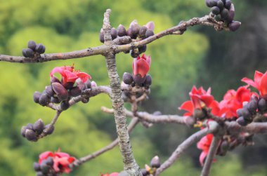 the Blossoms of the Red Silk Cotton Tree, nature concept