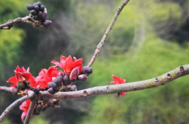 the Blossoms of the Red Silk Cotton Tree, nature concept