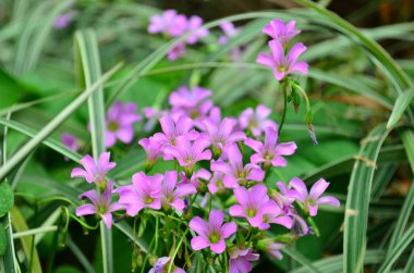 Trifolium, clover flower macro against a green background.