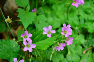 Trifolium, clover flower macro against a green background.
