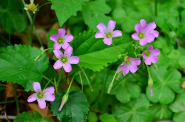 Trifolium, clover flower macro against a green background.
