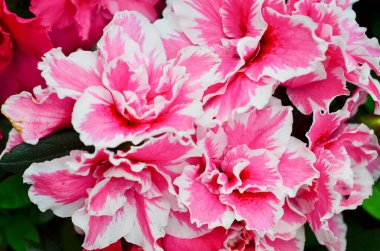 the Azalea rhododendronlossom in pots. White pink flower decoration for home.