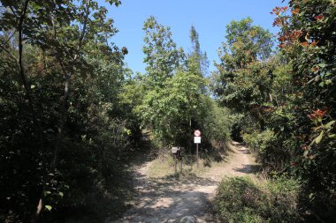 a green summer forest. Spring background, backdrop