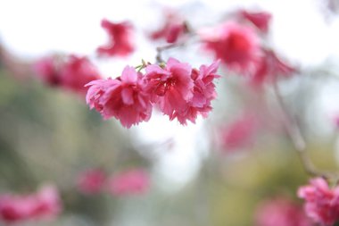 the Cherry blossoms in full bloom at Cheung Chau