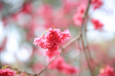 the Cherry blossoms in full bloom at Cheung Chau
