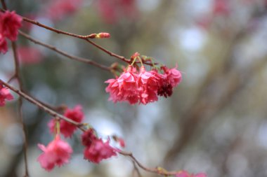 the Cherry blossoms in full bloom at Cheung Chau