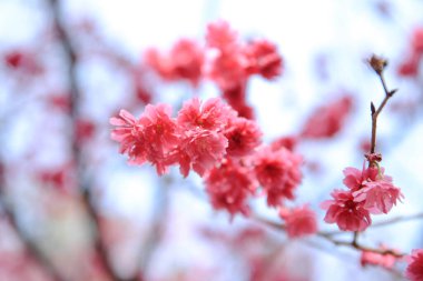the Cherry blossoms in full bloom at Cheung Chau