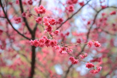 the Cherry blossoms in full bloom at Cheung Chau