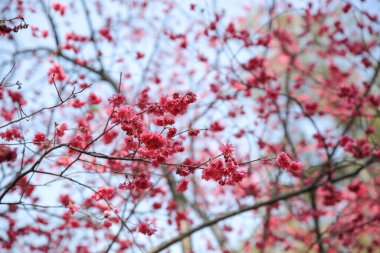 the Cherry blossoms in full bloom at Cheung Chau