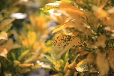 Close up Croton or Variegated Laurel, with yellow green leave