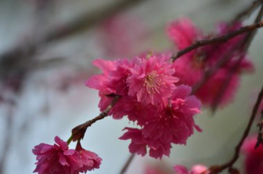 the Cherry blossoms in full bloom at Cheung Chau