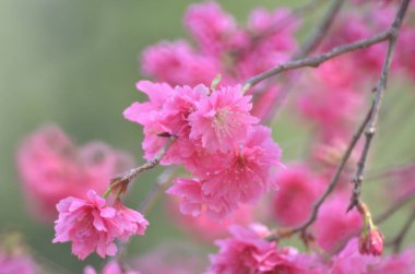 the Cherry blossoms in full bloom at Cheung Chau