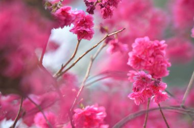 the Cherry blossoms in full bloom at Cheung Chau