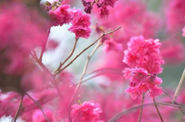 the Cherry blossoms in full bloom at Cheung Chau