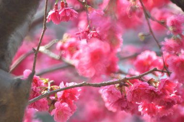 the Cherry blossoms in full bloom at Cheung Chau