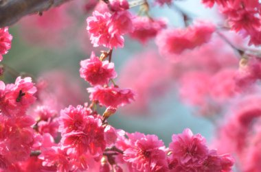 the Cherry blossoms in full bloom at Cheung Chau
