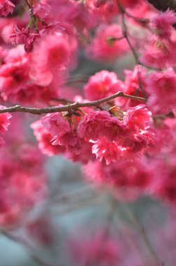 the Cherry blossoms in full bloom at Cheung Chau