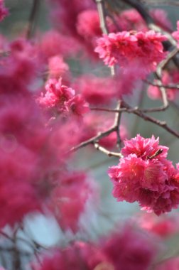 the Cherry blossoms in full bloom at Cheung Chau