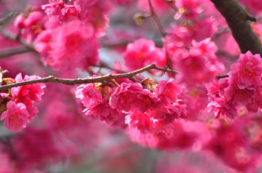 the Cherry blossoms in full bloom at Cheung Chau