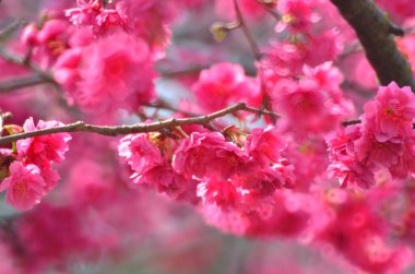 the Cherry blossoms in full bloom at Cheung Chau