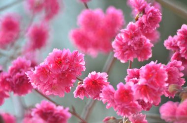the Cherry blossoms in full bloom at Cheung Chau