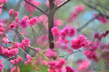 the Cherry blossoms in full bloom at Cheung Chau