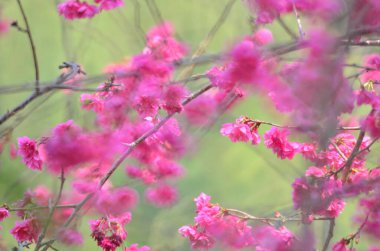 the Cherry blossoms in full bloom at Cheung Chau