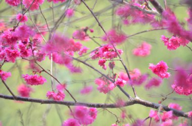 the Cherry blossoms in full bloom at Cheung Chau