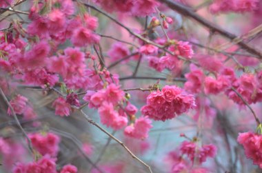 the Cherry blossoms in full bloom at Cheung Chau