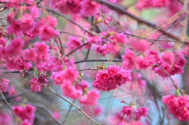 the Cherry blossoms in full bloom at Cheung Chau
