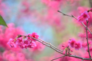 the Cherry blossoms in full bloom at Cheung Chau