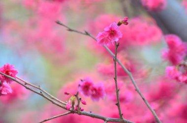 the Cherry blossoms in full bloom at Cheung Chau