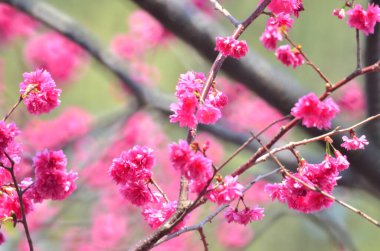 the Cherry blossoms in full bloom at Cheung Chau