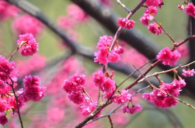 the Cherry blossoms in full bloom at Cheung Chau