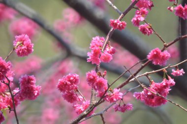 the Cherry blossoms in full bloom at Cheung Chau