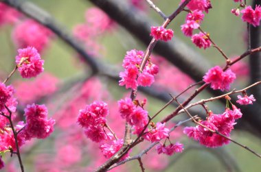 the Cherry blossoms in full bloom at Cheung Chau