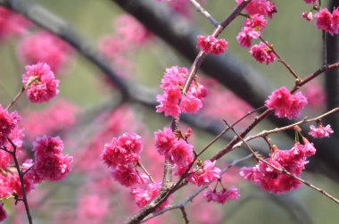the Cherry blossoms in full bloom at Cheung Chau