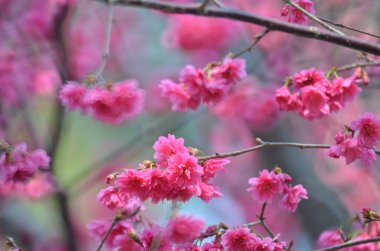 the Cherry blossoms in full bloom at Cheung Chau