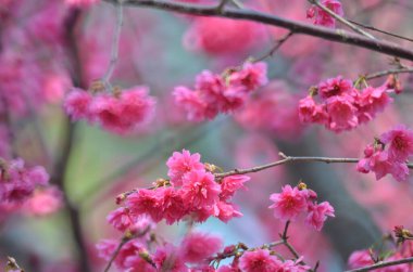 the Cherry blossoms in full bloom at Cheung Chau