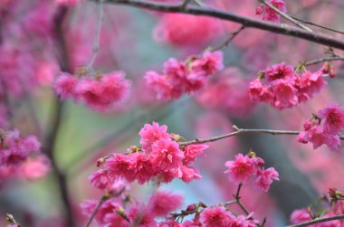 the Cherry blossoms in full bloom at Cheung Chau