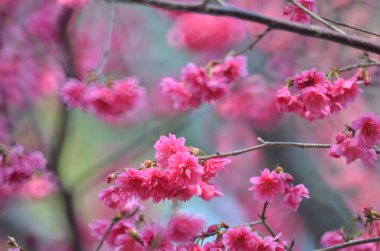 the Cherry blossoms in full bloom at Cheung Chau