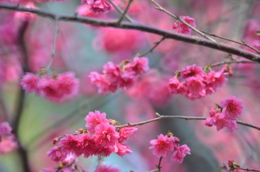 the Cherry blossoms in full bloom at Cheung Chau