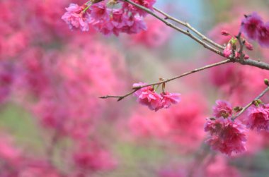 the Cherry blossoms in full bloom at Cheung Chau