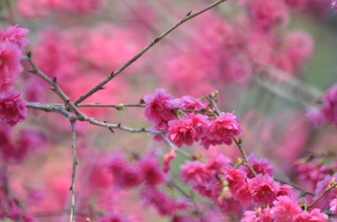 the Cherry blossoms in full bloom at Cheung Chau
