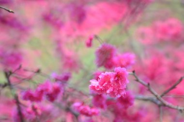 the Cherry blossoms in full bloom at Cheung Chau