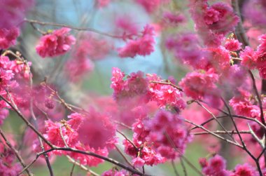 the Cherry blossoms in full bloom at Cheung Chau