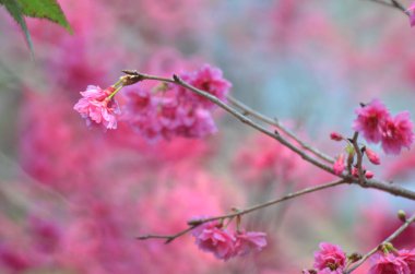 the Cherry blossoms in full bloom at Cheung Chau