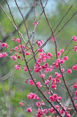 the Cherry blossoms in full bloom at Cheung Chau
