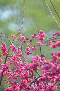 the Cherry blossoms in full bloom at Cheung Chau